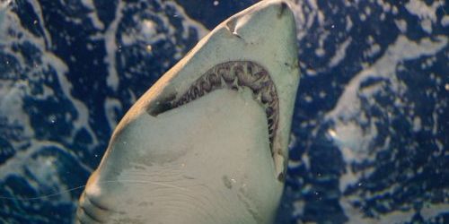 close of a great white shark's jaw, shot from below